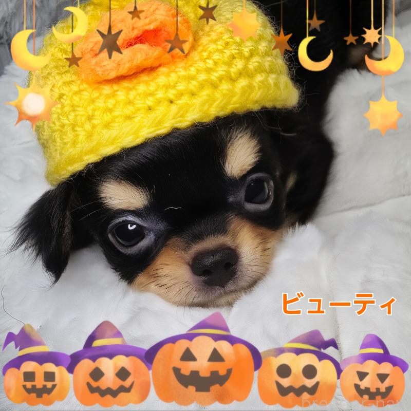 販売中の東京都のチワワ(ロングコート)-423308