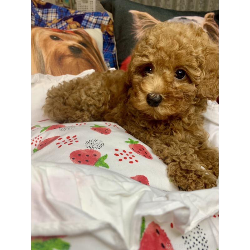 成約済の愛知県のトイプードル-417672の4枚目