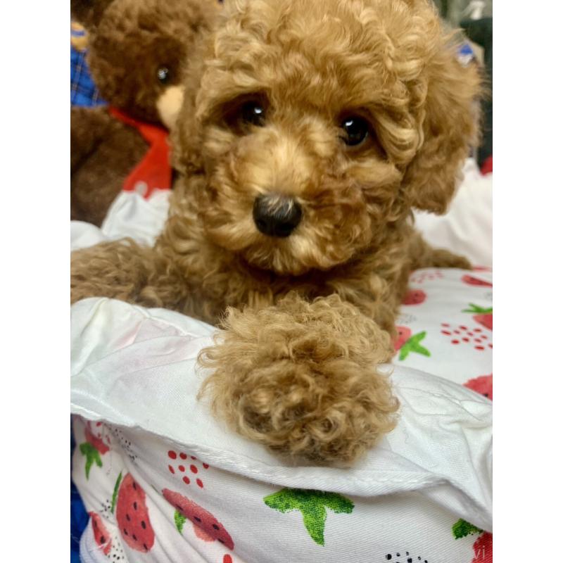 販売中の愛知県のトイプードル-417672