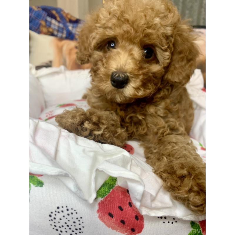 成約済の愛知県のトイプードル-417672の3枚目