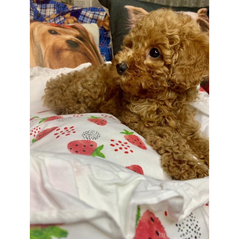 成約済の愛知県のトイプードル-417672の2枚目