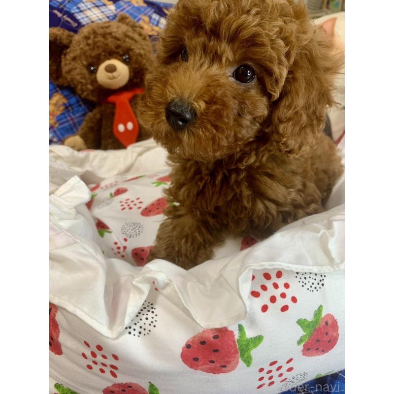 成約済の愛知県のトイプードル-417670の5枚目