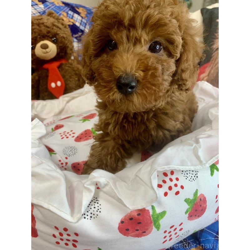 成約済の愛知県のトイプードル-417670の4枚目