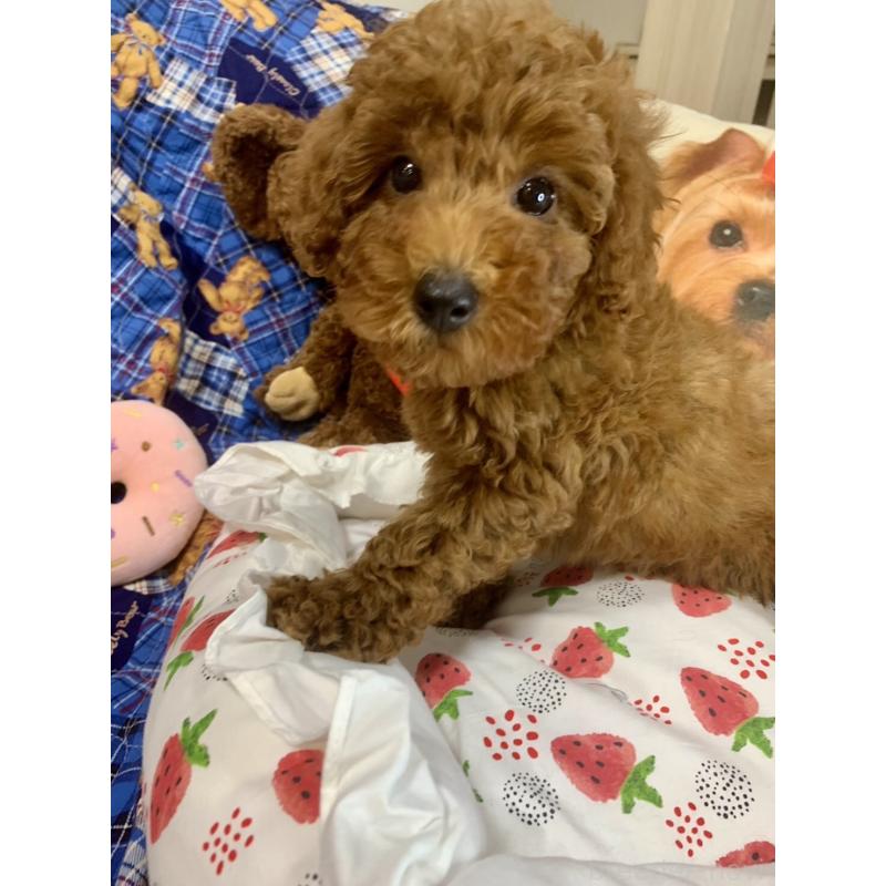 成約済の愛知県のトイプードル-417670の1枚目