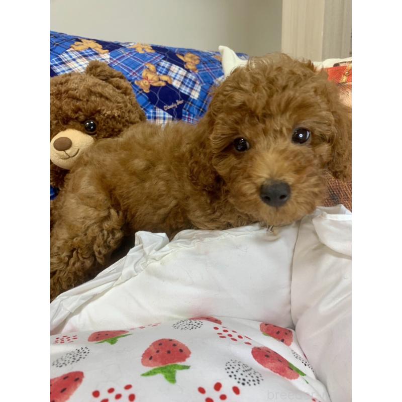 成約済の愛知県のトイプードル-417670の3枚目