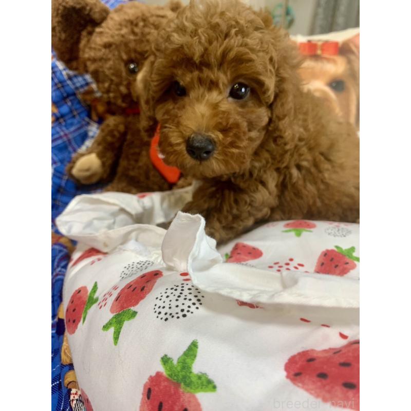 成約済の愛知県のトイプードル-417670の2枚目