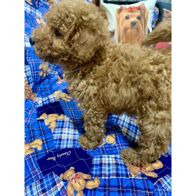 成約済の愛知県のトイプードル-417669の4枚目