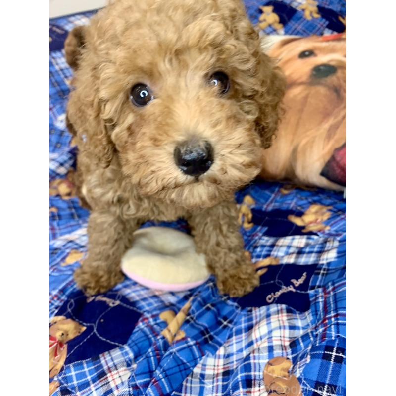 成約済の愛知県のトイプードル-417669の3枚目