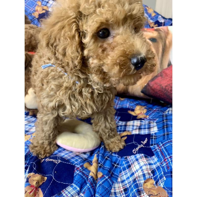 成約済の愛知県のトイプードル-417669の2枚目