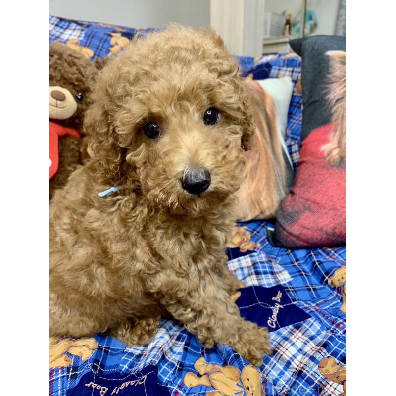 成約済の愛知県のトイプードル-417669