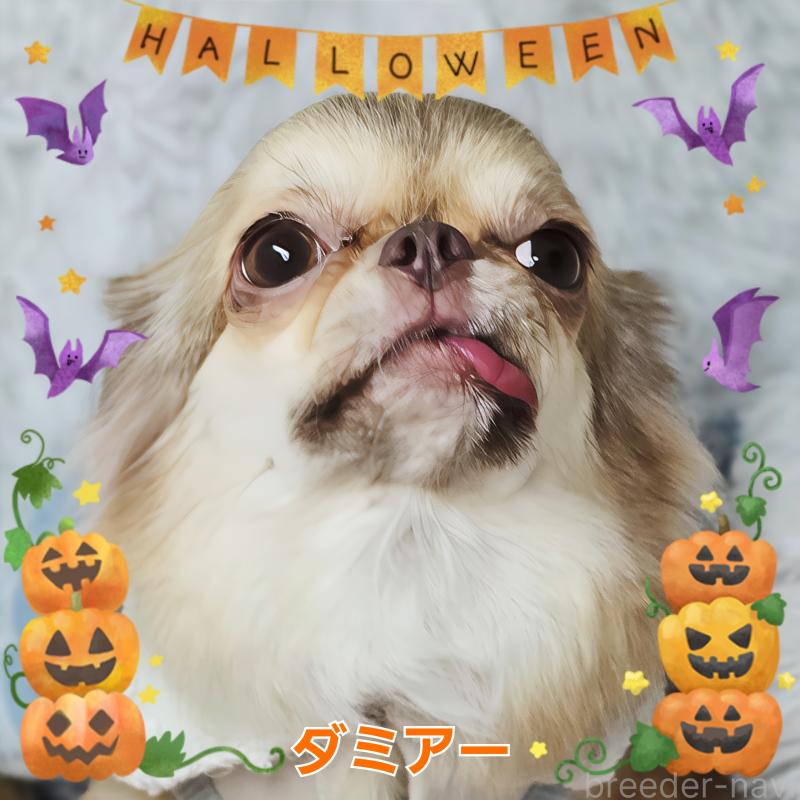 販売中の東京都のチワワ(ロングコート)-421192