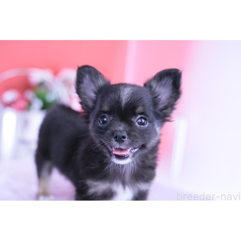 販売中の愛知県のチワワ(ロングコート)-418480の14枚目