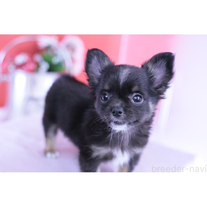 販売中の愛知県のチワワ(ロングコート)-418480の13枚目