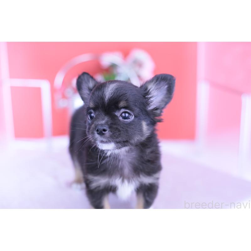 販売中の愛知県のチワワ(ロングコート)-418480の12枚目