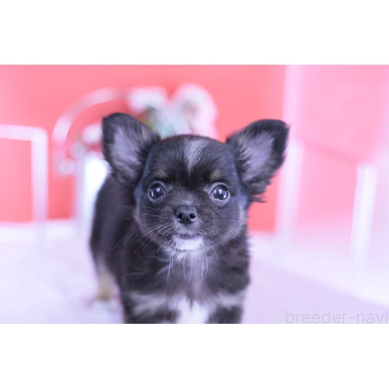 販売中の愛知県のチワワ(ロングコート)-418480の11枚目