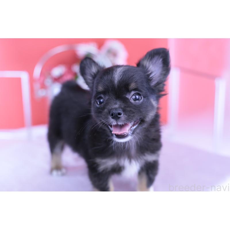 販売中の愛知県のチワワ(ロングコート)-418480の10枚目