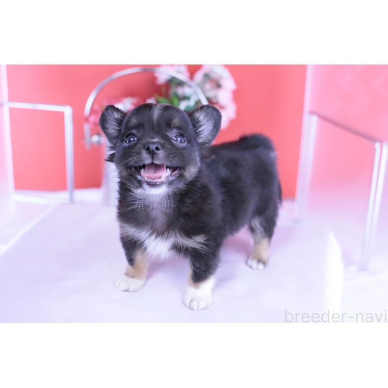 販売中の愛知県のチワワ(ロングコート)-418480の8枚目