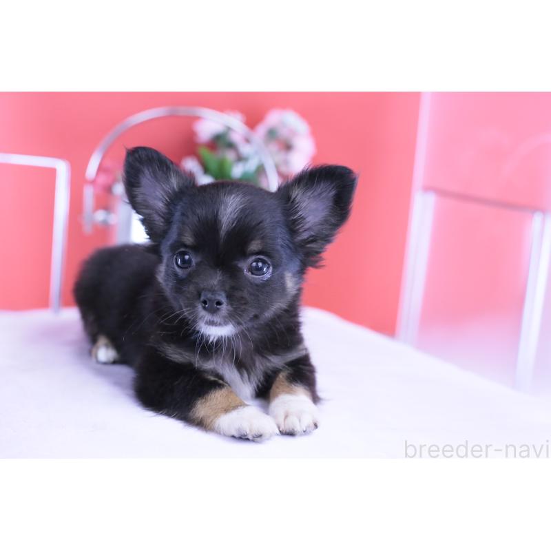 販売中の愛知県のチワワ(ロングコート)-418480の7枚目