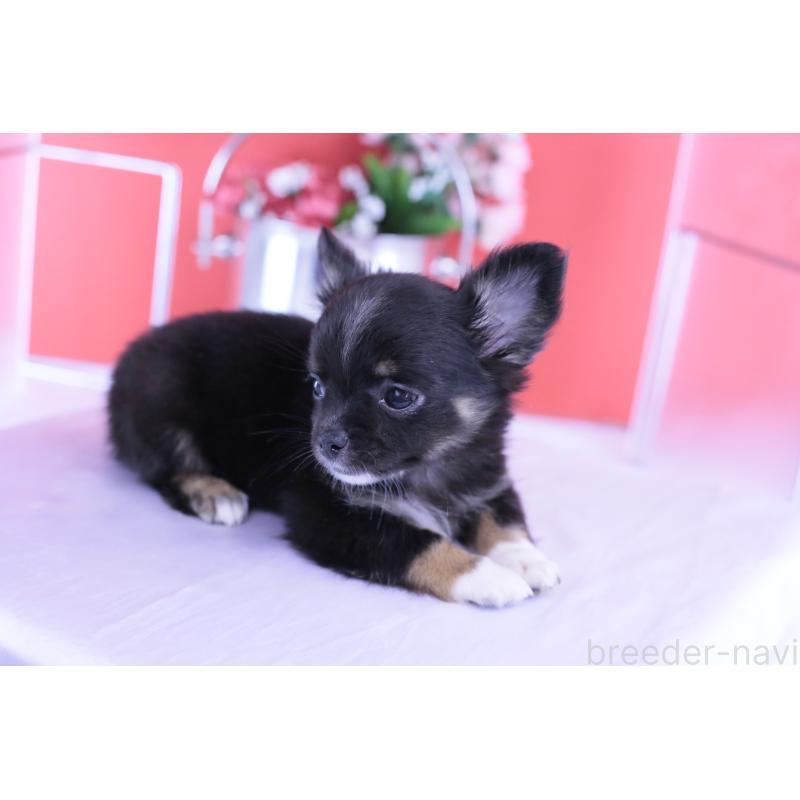 販売中の愛知県のチワワ(ロングコート)-418480の6枚目