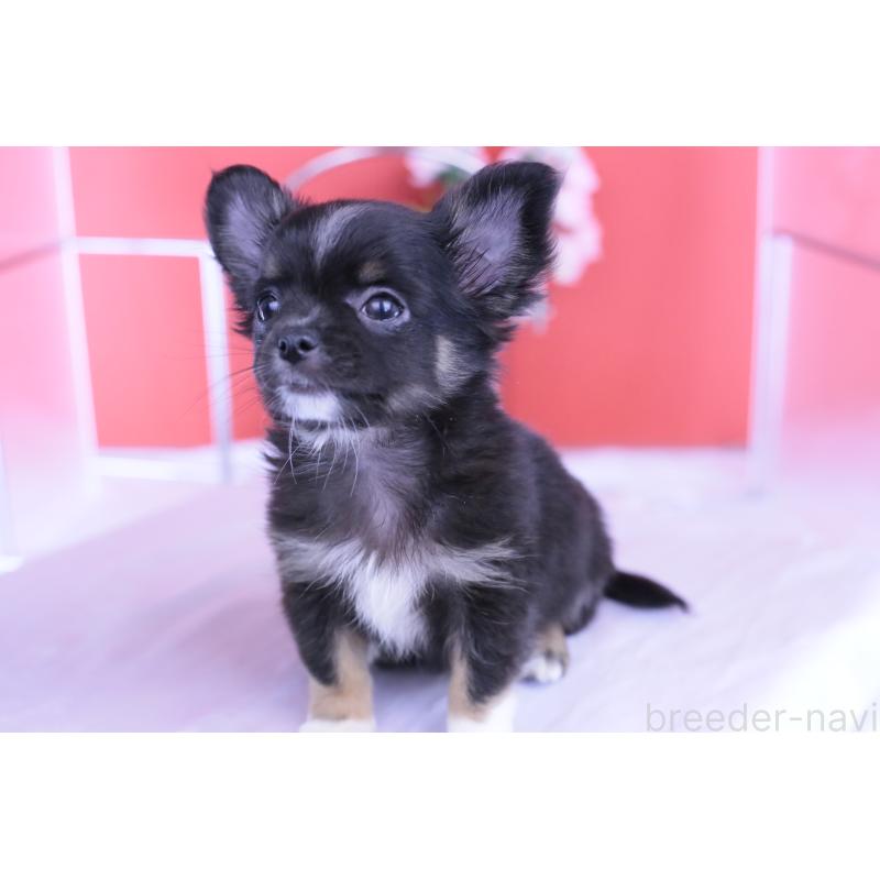 販売中の愛知県のチワワ(ロングコート)-418480の5枚目