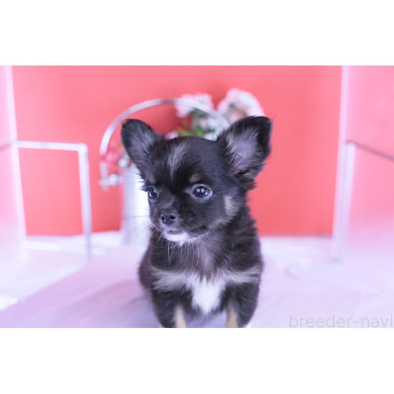 販売中の愛知県のチワワ(ロングコート)-418480の4枚目