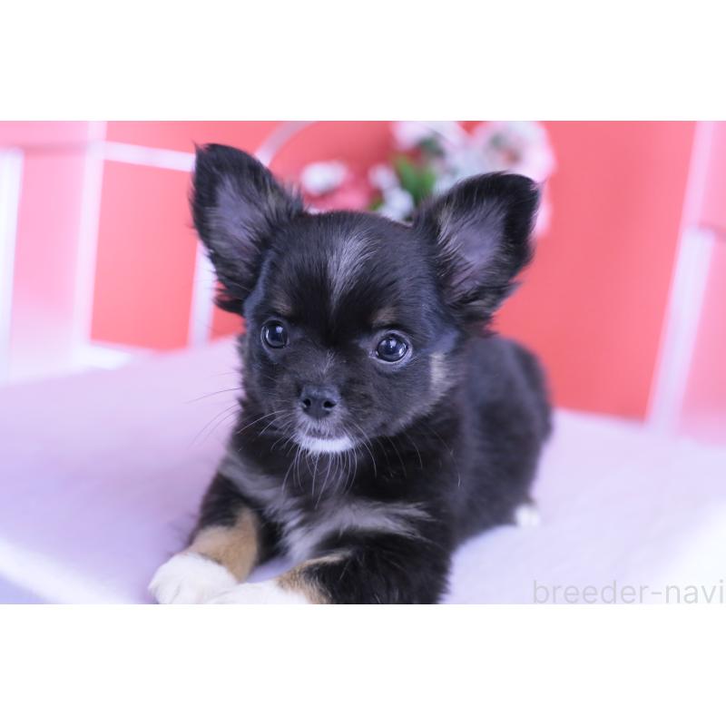 販売中の愛知県のチワワ(ロングコート)-418480の3枚目