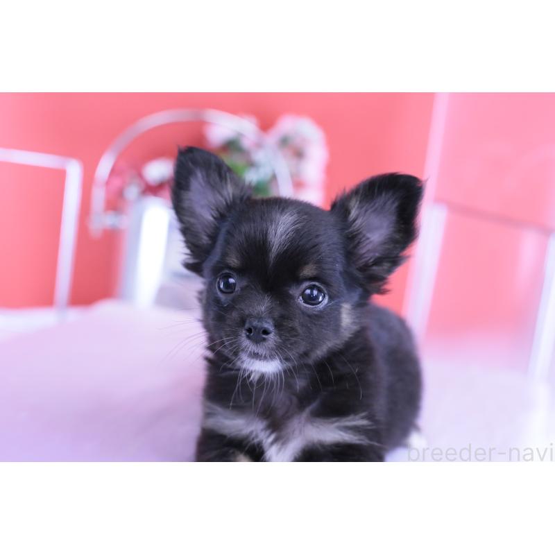 販売中の愛知県のチワワ(ロングコート)-418480の2枚目