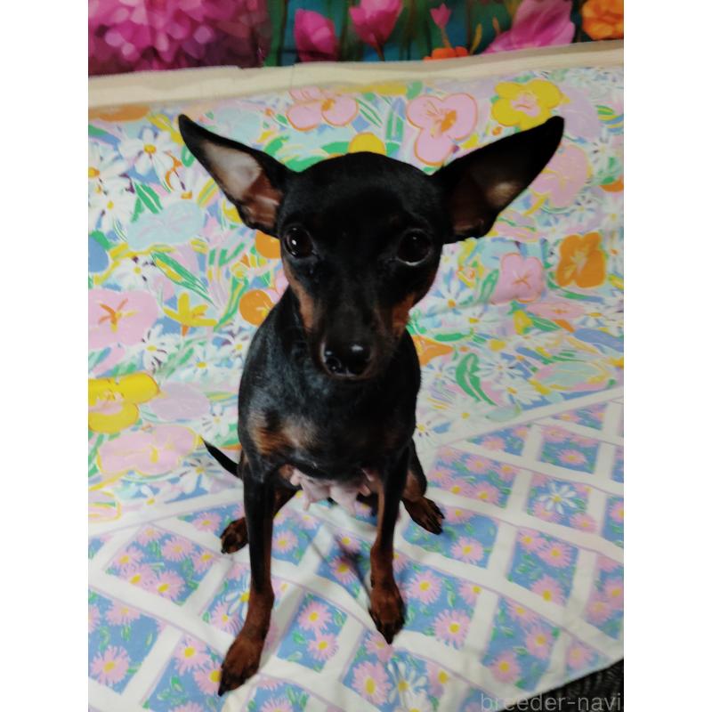 マリーちゃん1枚目