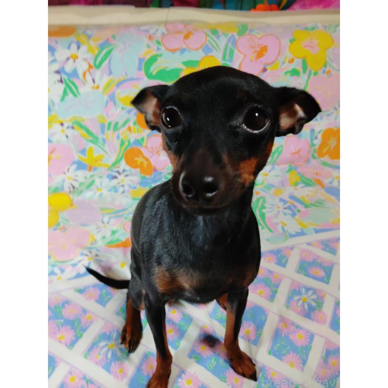 マリーちゃん1枚目