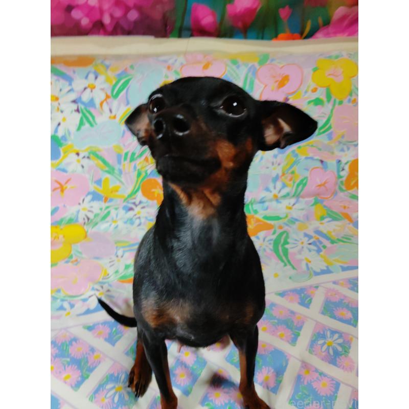 マリーちゃん1枚目