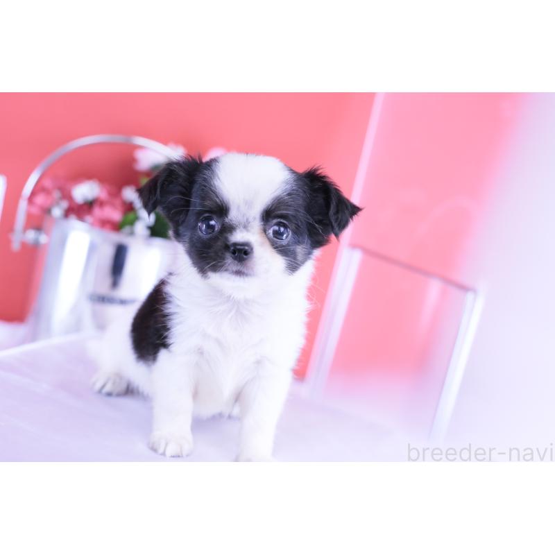 販売中の愛知県のチワワ(ロングコート)-418481の12枚目