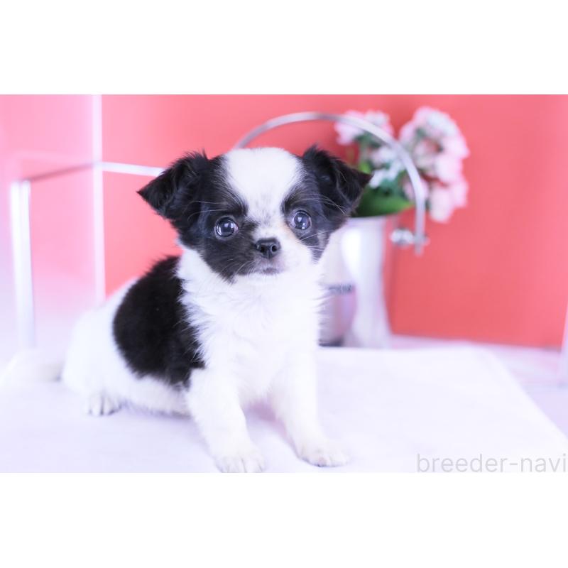 販売中の愛知県のチワワ(ロングコート)-418481の11枚目