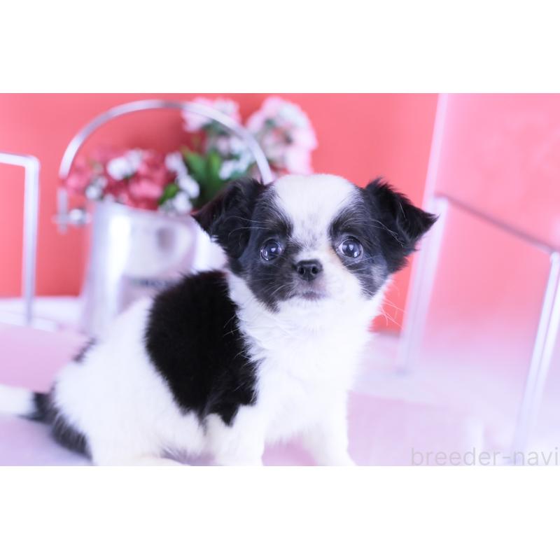 販売中の愛知県のチワワ(ロングコート)-418481の10枚目