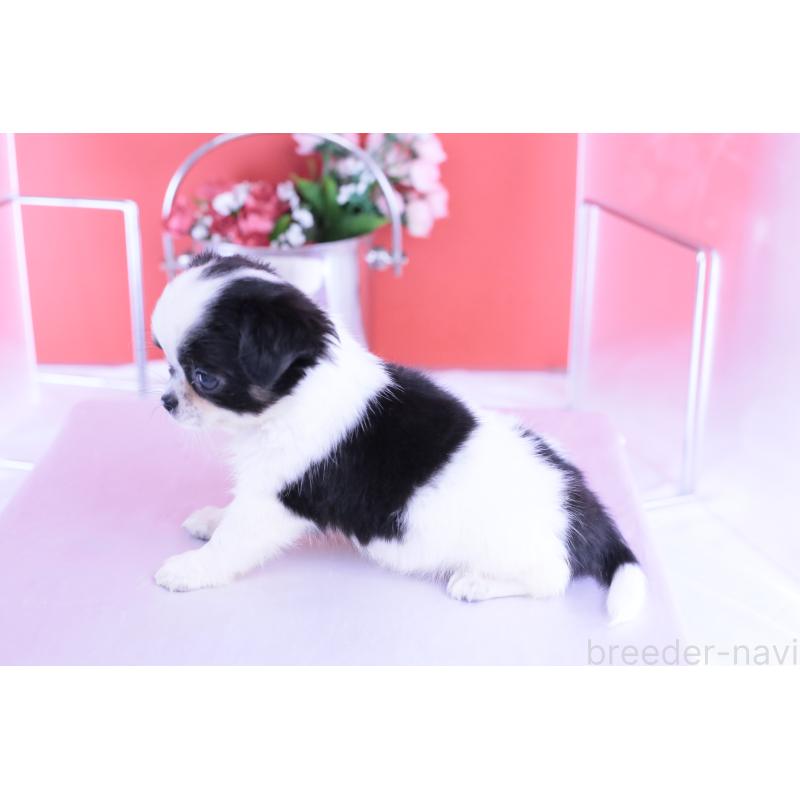 販売中の愛知県のチワワ(ロングコート)-418481の9枚目