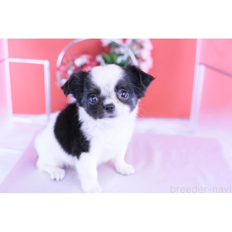 販売中の愛知県のチワワ(ロングコート)-418481の8枚目