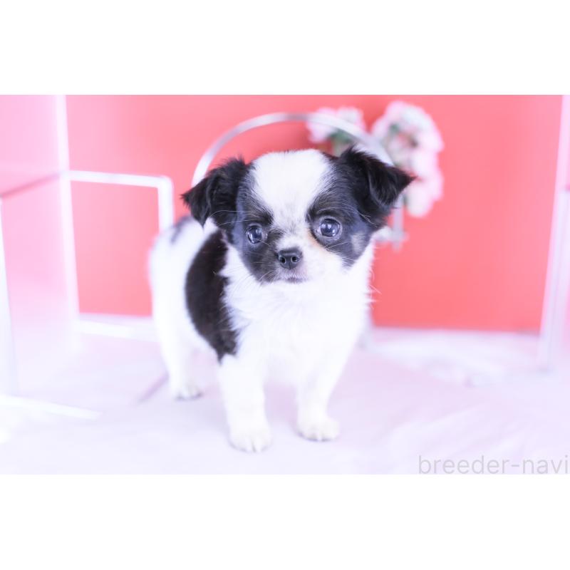 販売中の愛知県のチワワ(ロングコート)-418481の7枚目