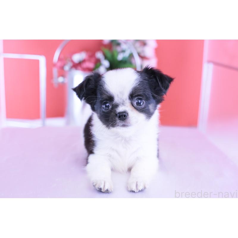 販売中の愛知県のチワワ(ロングコート)-418481の6枚目