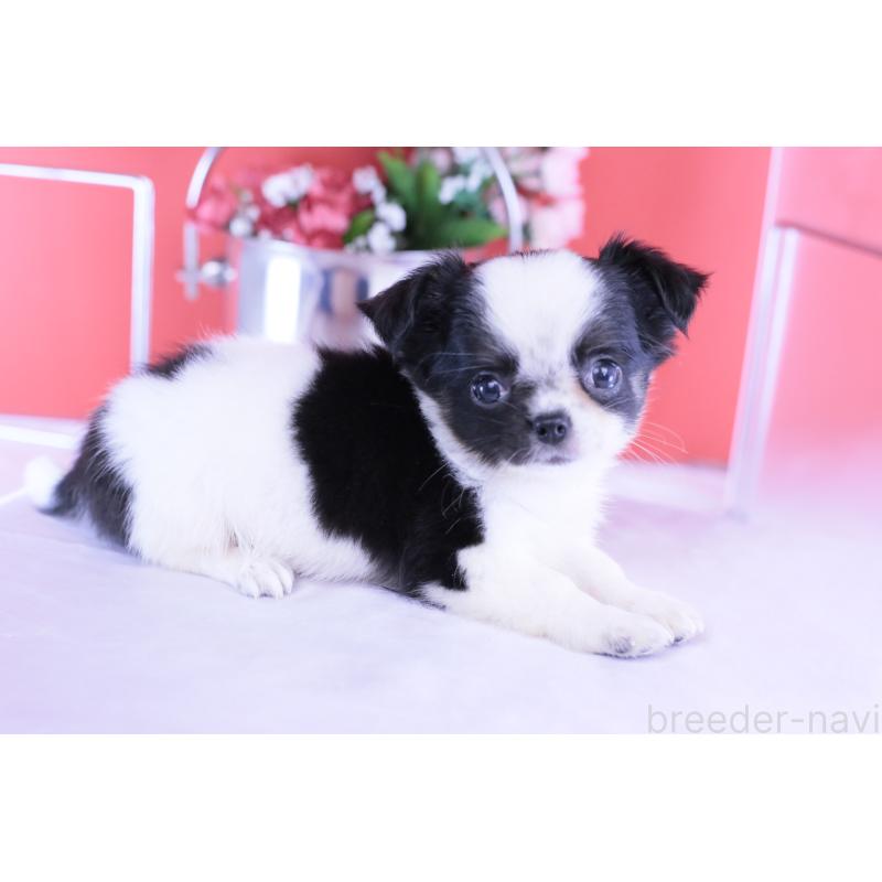 販売中の愛知県のチワワ(ロングコート)-418481の5枚目