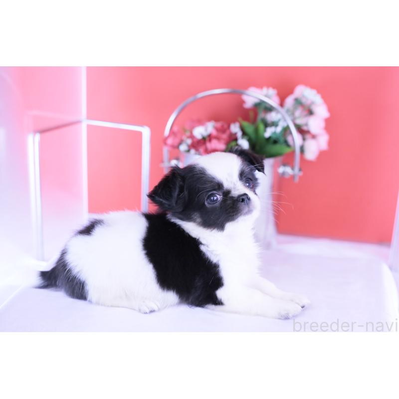 販売中の愛知県のチワワ(ロングコート)-418481の4枚目