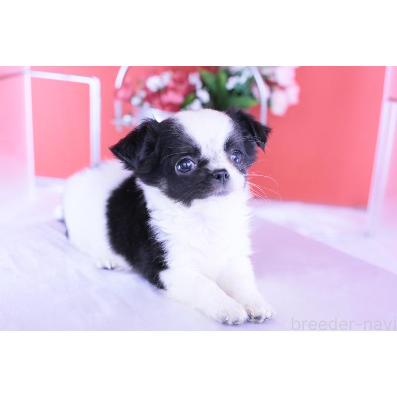 販売中の愛知県のチワワ(ロングコート)-418481の3枚目