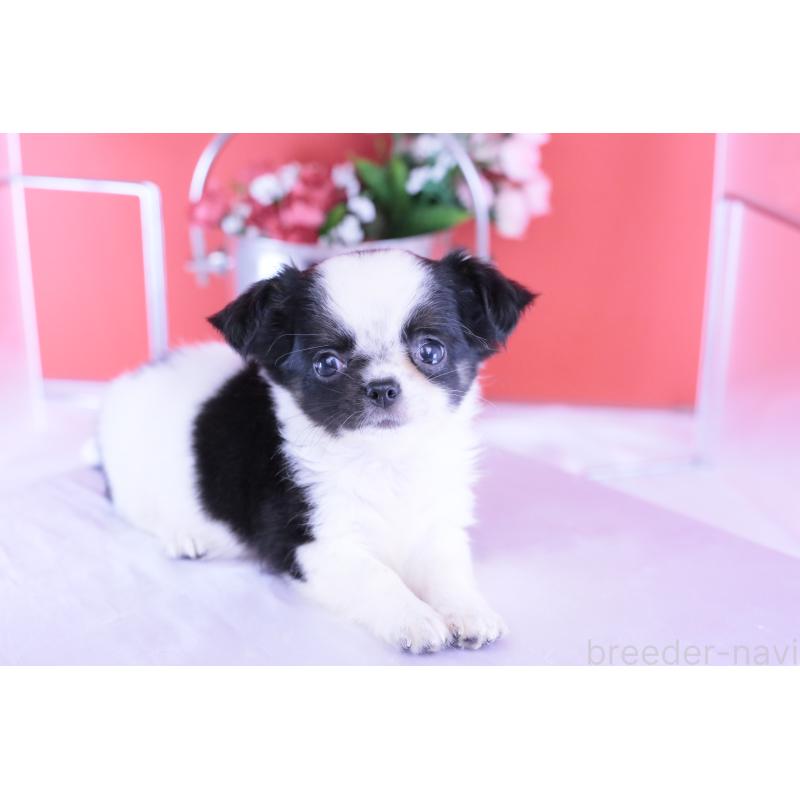 販売中の愛知県のチワワ(ロングコート)-418481の2枚目