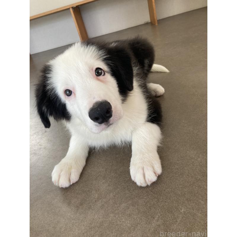 販売中の香川県のボーダーコリー-410735の2枚目