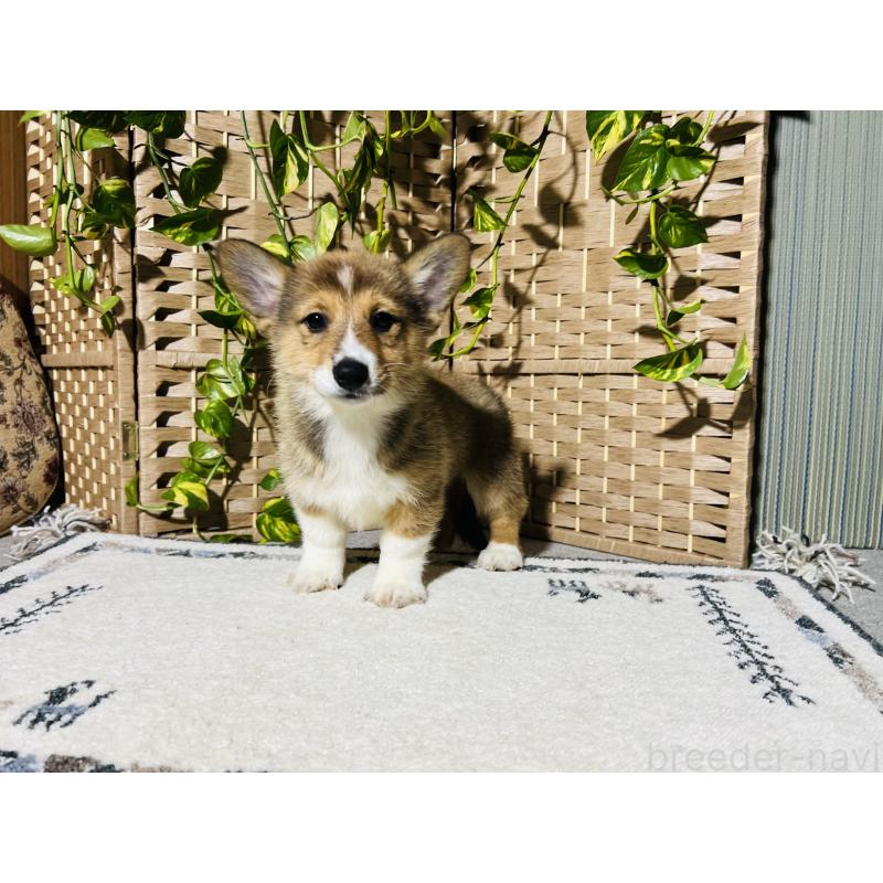 販売中の千葉県のミックス犬-418635