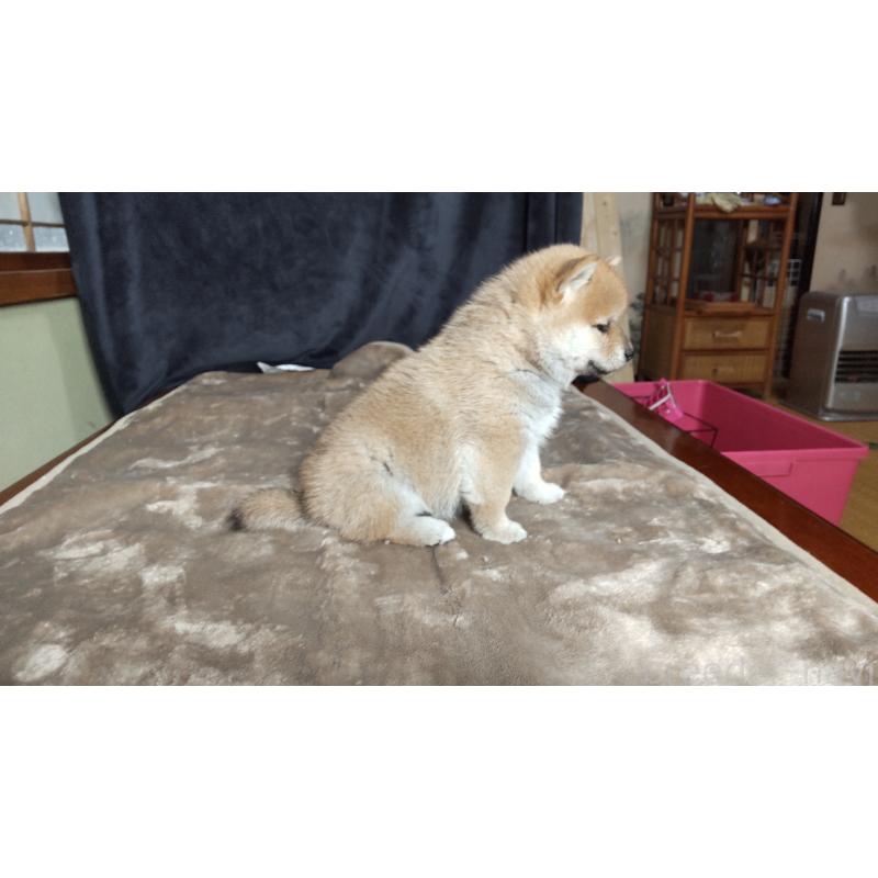 販売中の秋田県の柴犬-414726の5枚目