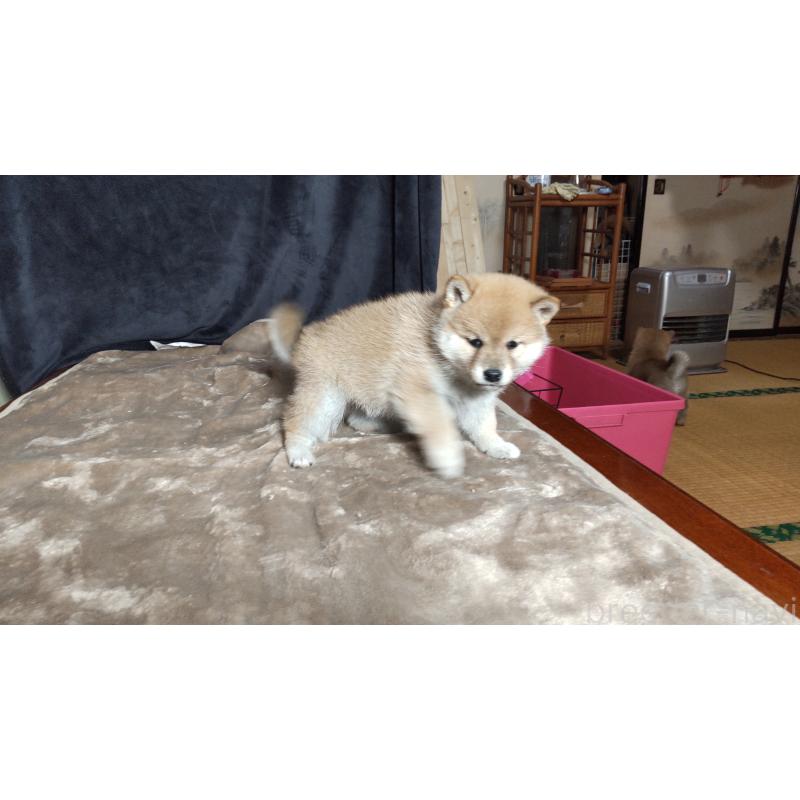 販売中の秋田県の柴犬-414726の4枚目