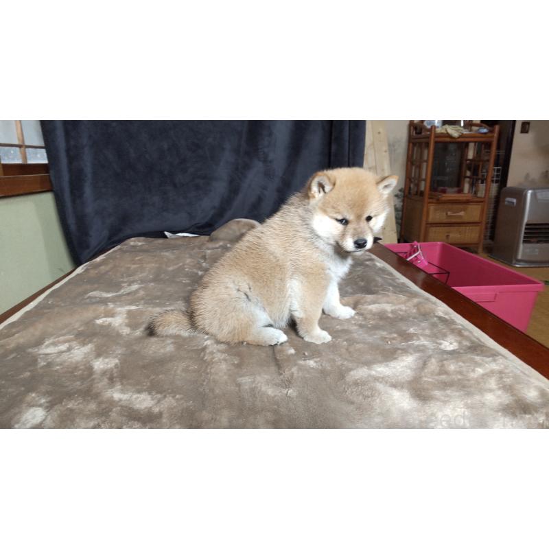 販売中の秋田県の柴犬-414726の3枚目