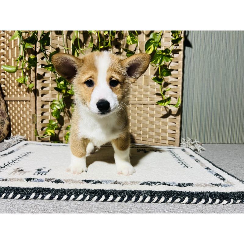 成約済の千葉県のミックス犬-418634の3枚目