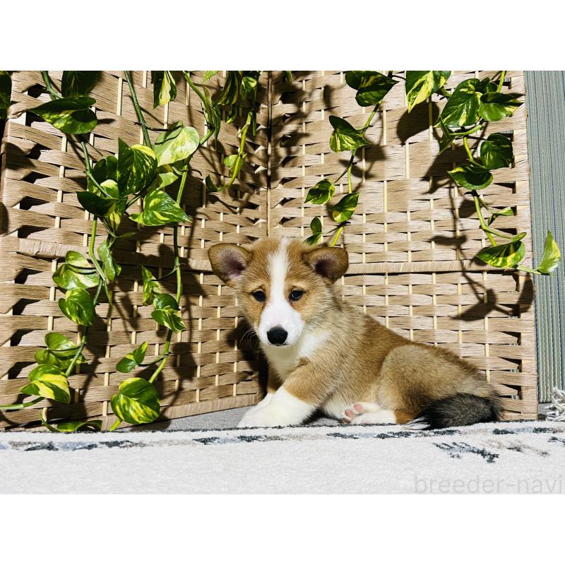 成約済の千葉県のミックス犬-418634の2枚目