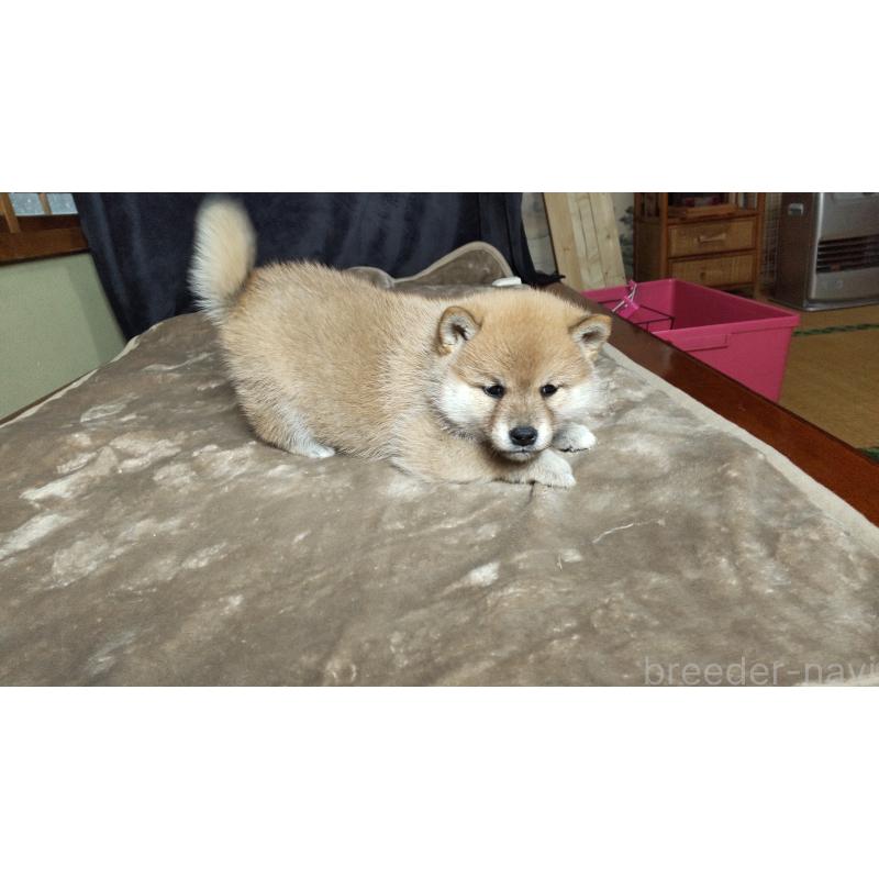 販売中の秋田県の柴犬-414726の2枚目