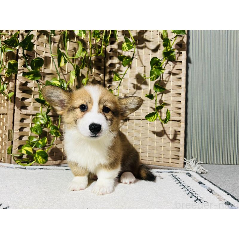 販売中の千葉県のウェルシュコーギーペンブローク-423485の1枚目